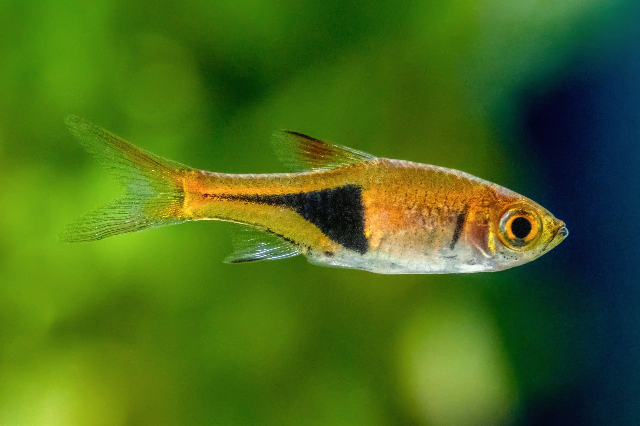 Hồ sơ giống cá Harlequin Rasbora