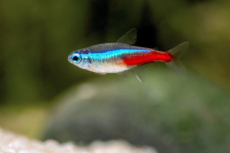 Neon Tetra: Hồ sơ loài cá