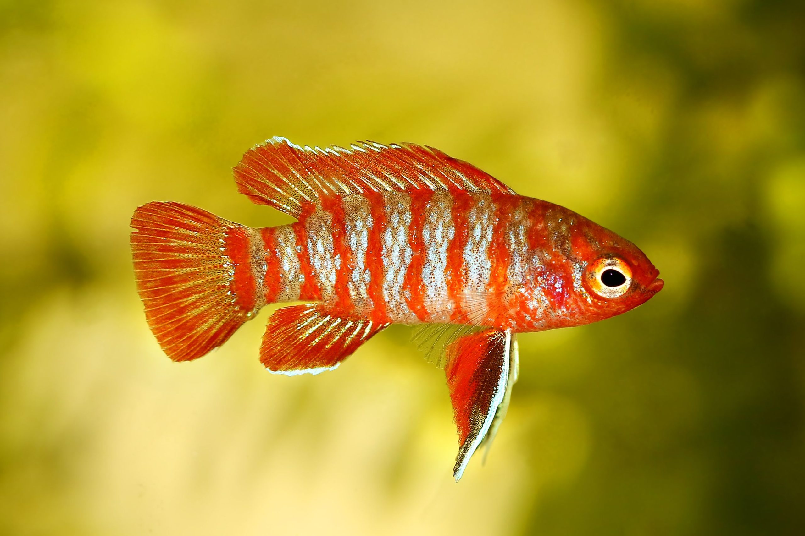 Scarlet Badis: Hồ sơ loài cá